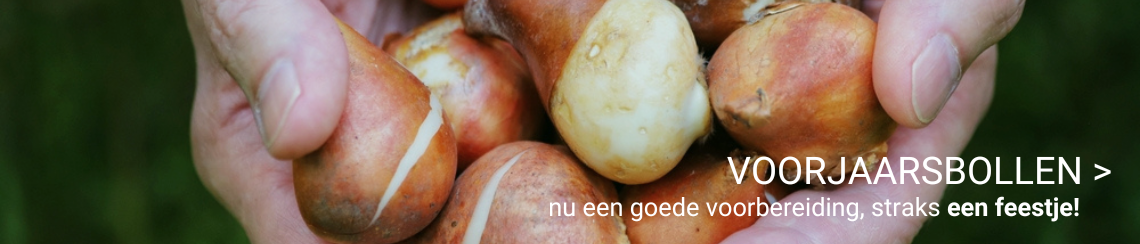 Moestuin - Thiels
