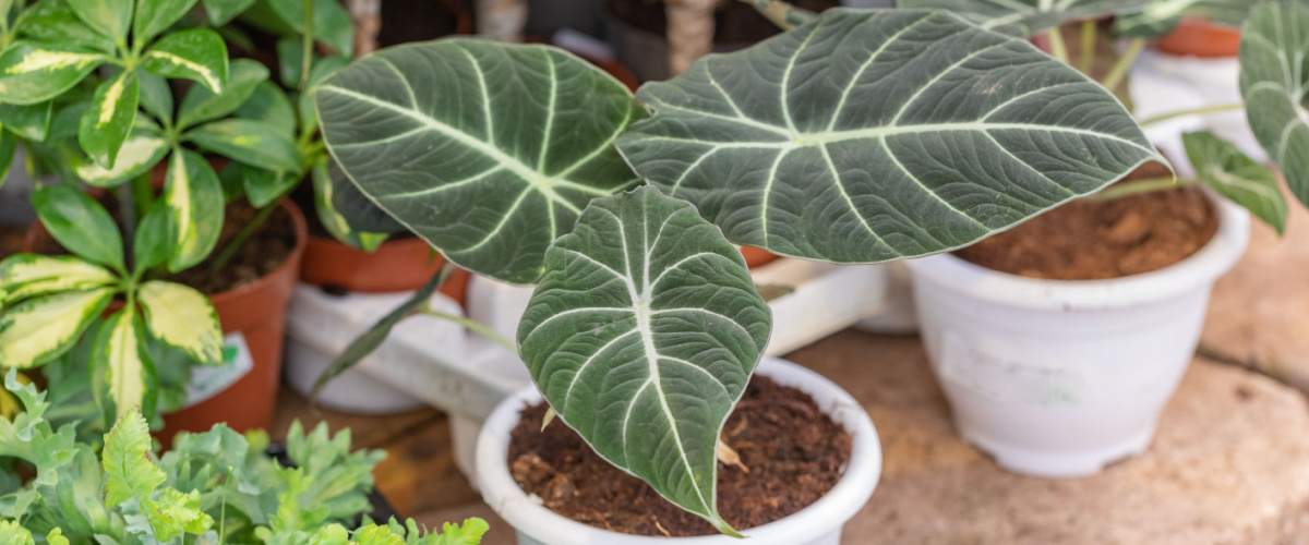 Alocasia Black Velvet - Thiels