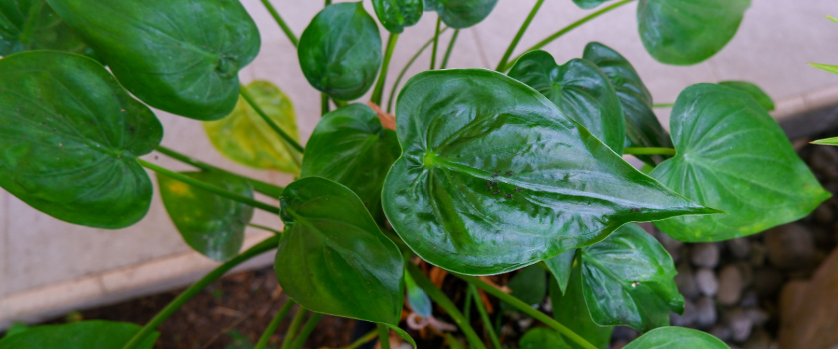 Alocasia Cucullata - Thiels