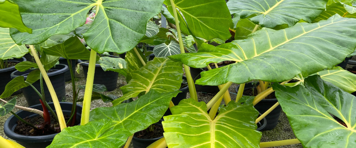 Alocasia macrorrhiza - Thiels