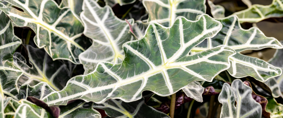 Alocasia polly - Thiels