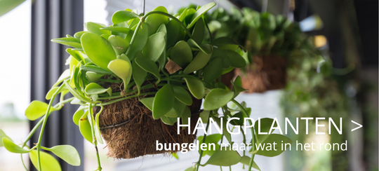 Hangplanten - Thiels