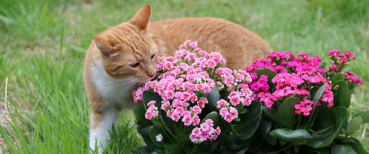 Katvriendelijke tuinplanten - kalanchoe - Tuincentrum Thiels