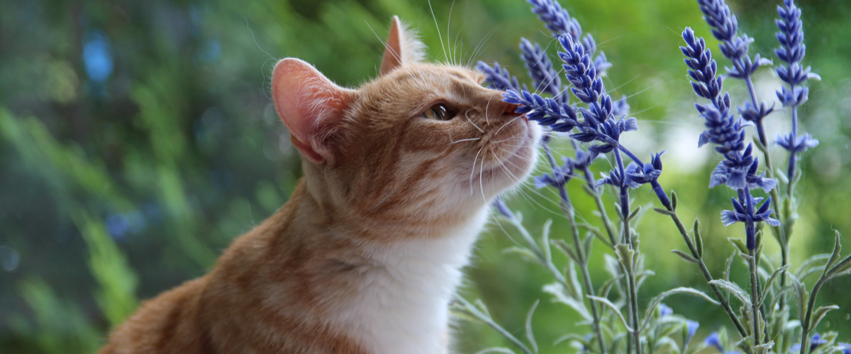 Katvriendelijke tuinplanten - lavendel - Tuincentrum Thiels