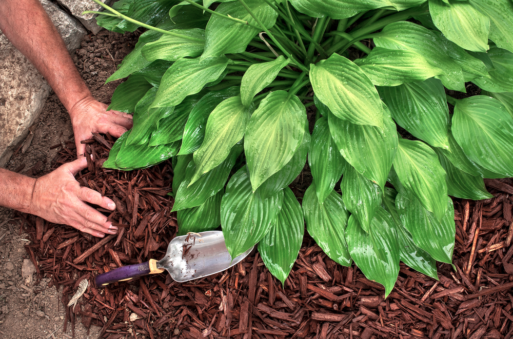 Mulch, vaste planten, tuinplanten