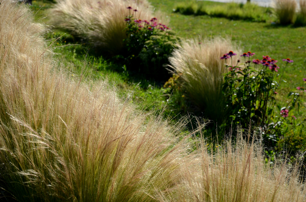 Border siergrassen, solitaire planten, tuinplanten 