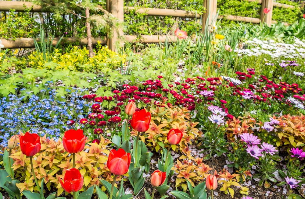 Tulpen met andere voorjaarsbloeiers - Tuincentrum Thiels