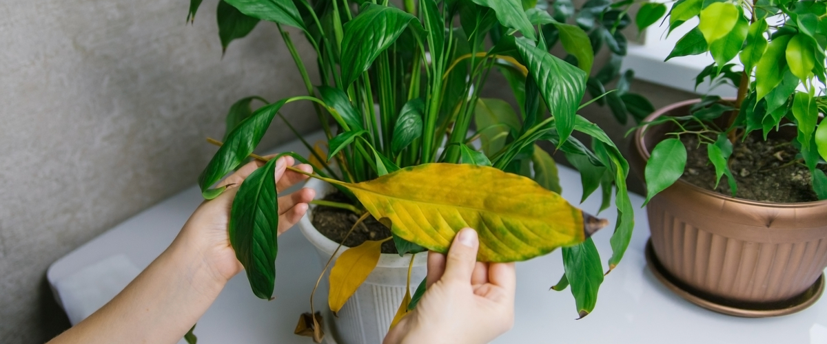 Tips voor kamerplantenverzorging in de herfst - Thiels