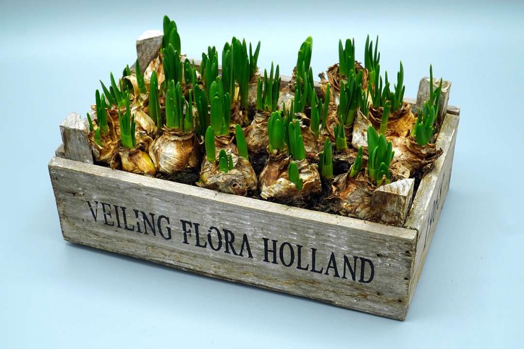 Tulpenbollen - Tuincentrum Thiels