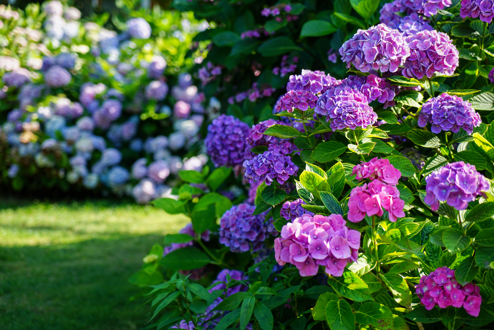 de schoonheid vaste planten. - Thiels