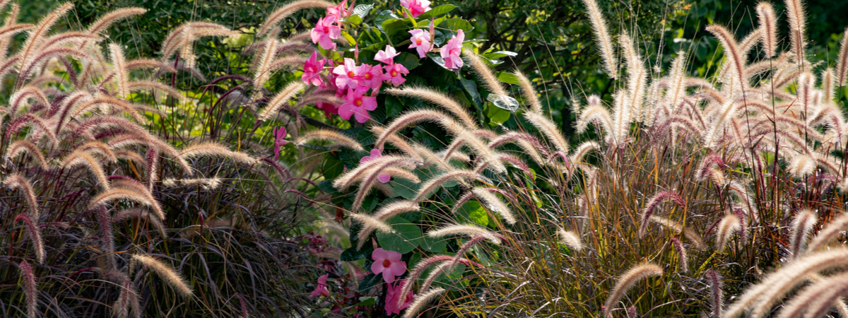 Vaste planten - Tuincentrum Thiels