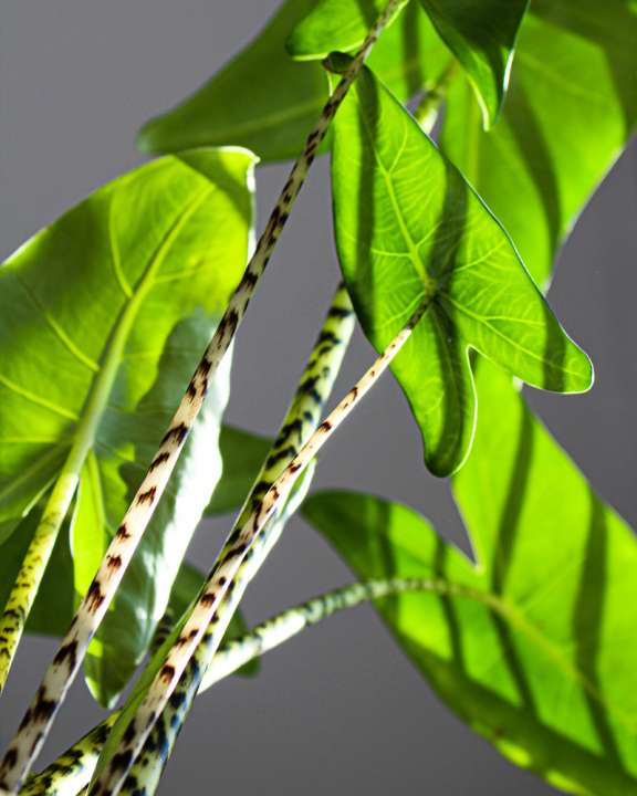 Alocasia Zebrina - Thiels