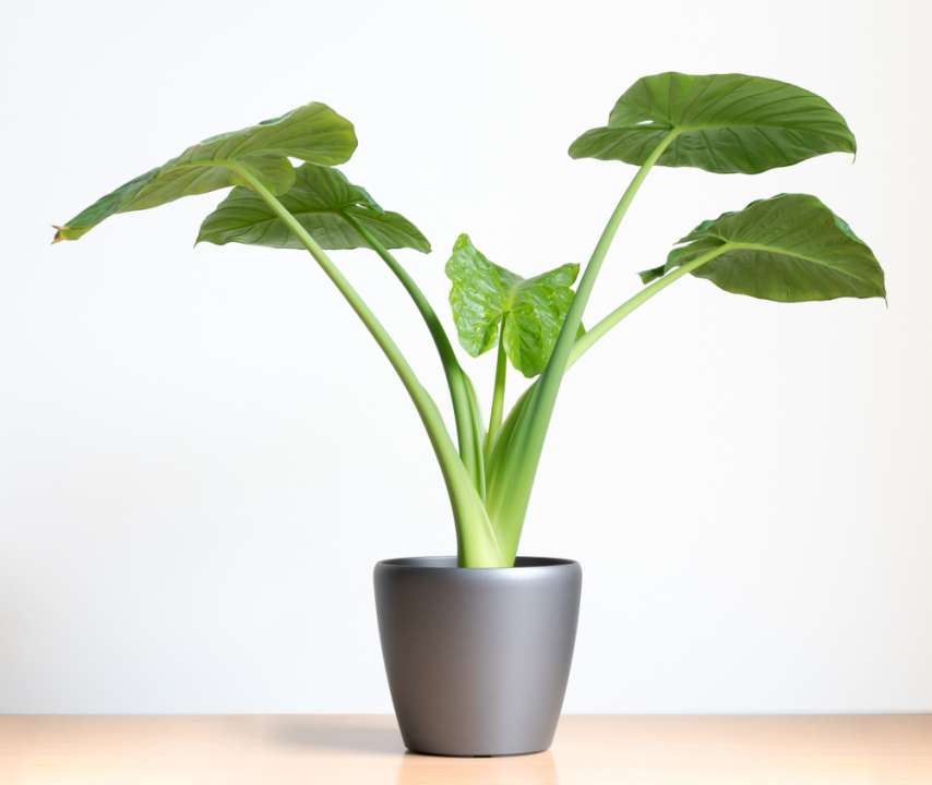 Alocasia plant - Thiels