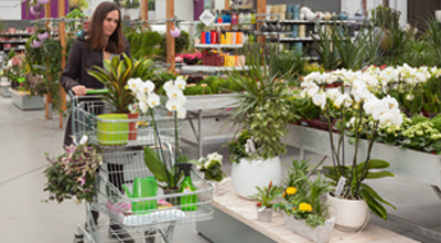 Kamerplant arrangementen tuincentrum thiels heist-op-den-berg leuven mechelen