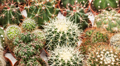 Cactussen en vetplanten tuincentrum thiels heist-op-den-berg leuven mechelen