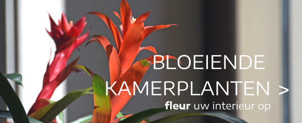 bloeiende kamerplanten