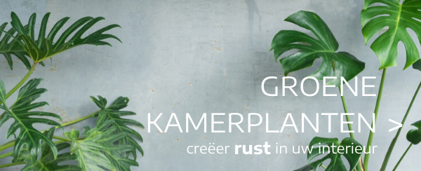 Groene kamerplanten