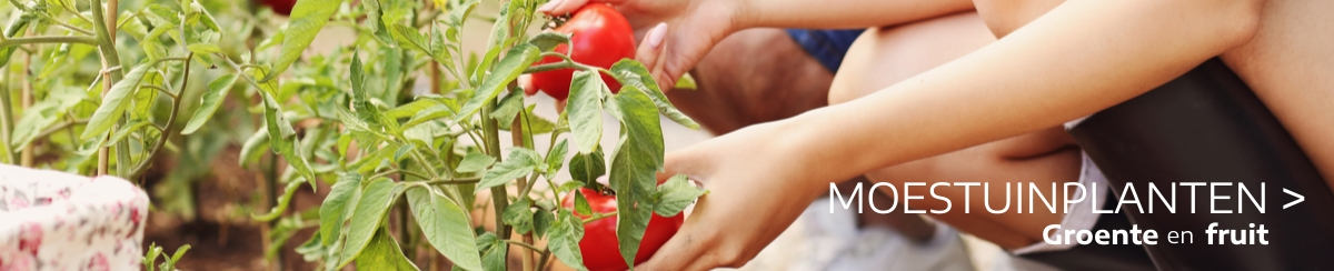 Moestuinplanten