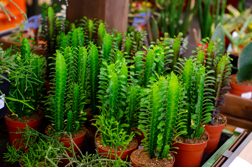 Euphorbia kamerplant - Thiels