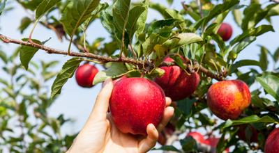 Fruitbomen tuincentrum thiels heist-op-den-berg leuven mechelen