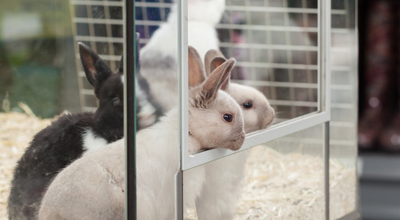 Konijn knaagdieren tuincentrum thiels heist-op-den-berg dierenwinkel