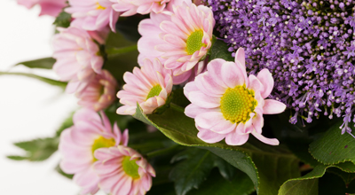 Losse snijbloemen tuincentrum thiels heist-op-den-berg leuven mechelen