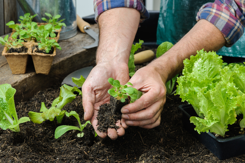 Moestuin - Thiels