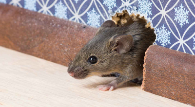 Ratten en muizen tuincentrum thiels heist-op-den-berg leuven mechelen