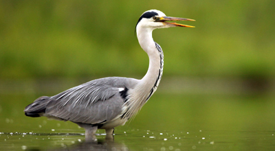 Reigers tuincentrum thiels heist-op-den-berg