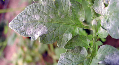 Schimmelbestrijding tuincentrum thiels heist-op-den-berg