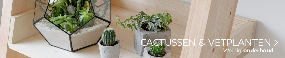 Cactussen en vetplanten