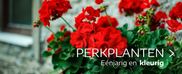 Perkplanten