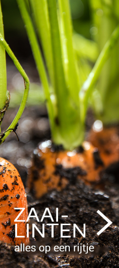 Zaailinten online kopen tuincentrum thiels