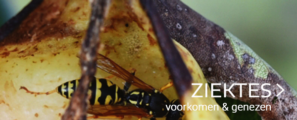 Ziektes moestuin online webshop tuincentrum thiels