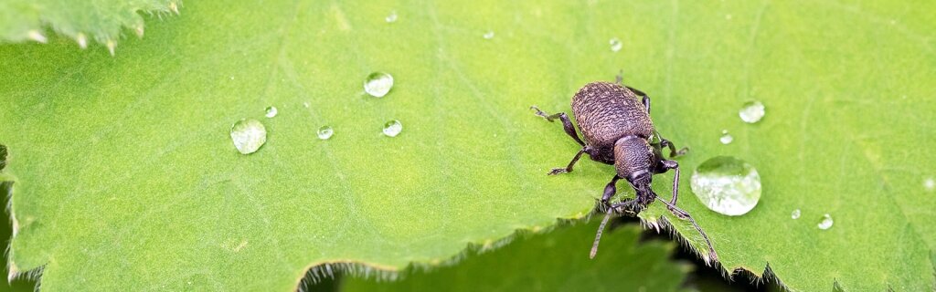 Overlast mol tuincentrum thiels heist-op-den-berg