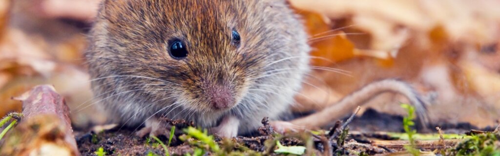 Overlast mol tuincentrum thiels heist-op-den-berg