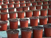 Biologisch tuinieren Biologisch tuinieren