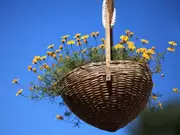 Hanging baskets Hanging baskets