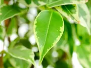 Ficus Ficus