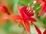 Fuchsia's Fuchsia's