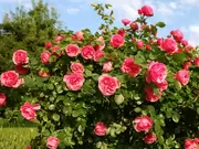 Rozen Rozen