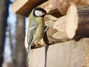 Vogels voeren Vogels voeren