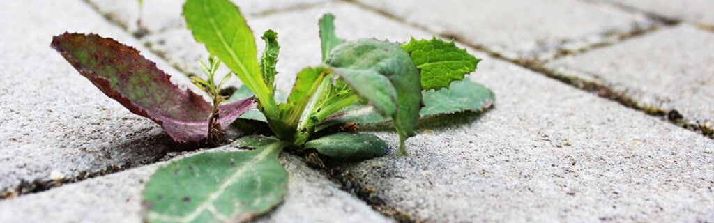 Overlast mol tuincentrum thiels heist-op-den-berg