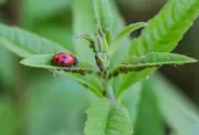 Plagen in de tuin