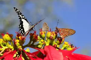 Vlinders in je tuin