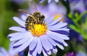 Week van de Bij