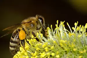 Week van de bij
