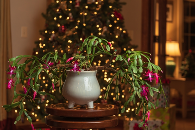 5 kerstplanten voor binnen