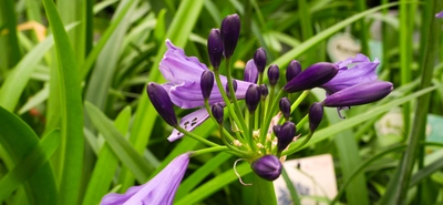 De Agapanthus, terrastopper!