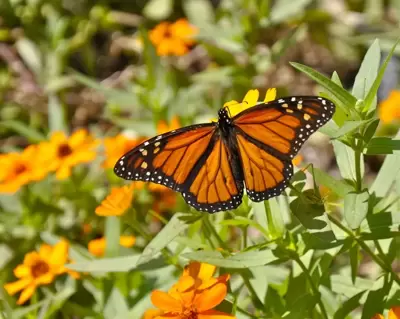 Een biodiverse tuin in 5 stappen